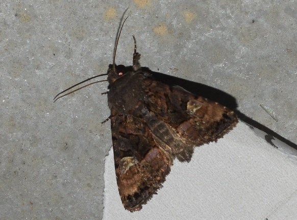 Euplexia lucipara (Noctuidae)? S